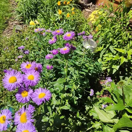 Oaza Dąbek Domek letniskowy