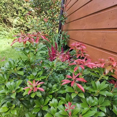 Oaza Dąbek Domek letniskowy