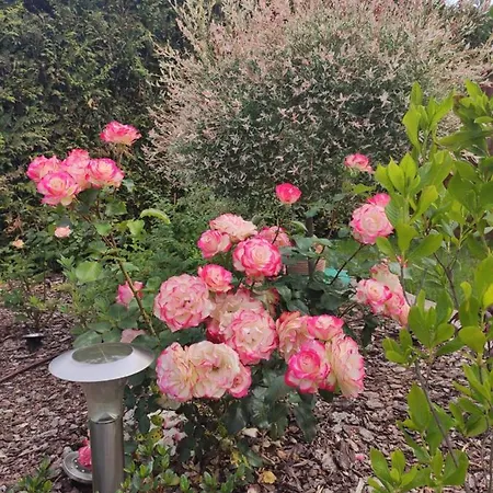 Oaza Dąbek Domek letniskowy *