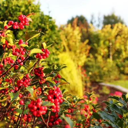 Domek letniskowy Oaza Dąbek Dąbki