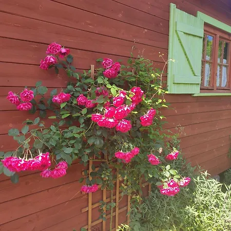 Oaza Dabek ロッジ ドンプキ