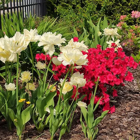 ロッジ Oaza Dabek