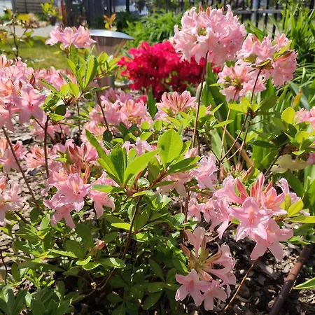 Oaza Dabek ロッジ ドンプキ