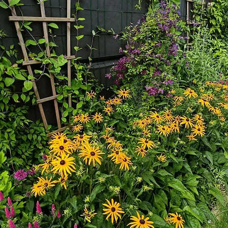 Oaza Dabek بيت خشبي *