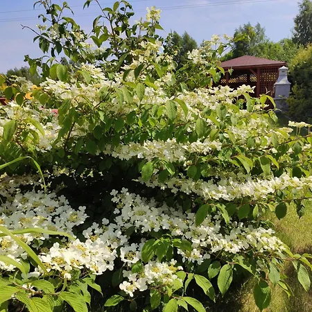 Domek letniskowy Oaza Dąbek Dąbki