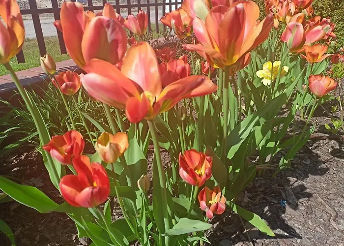 Oaza Dąbek * Dąbki