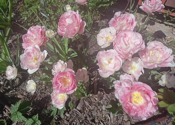 Oaza Dabek بيت خشبي