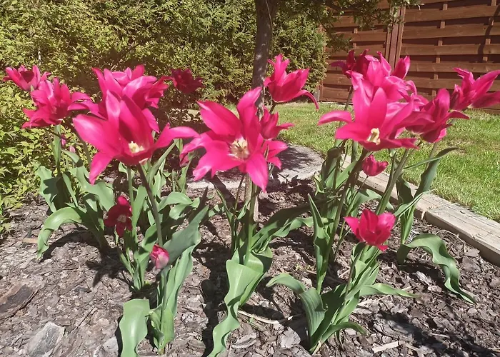 Oaza Dabek * دومبكي