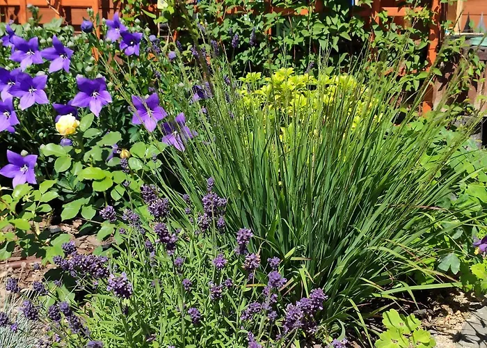 بيت خشبي Oaza Dabek دومبكي