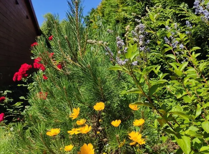 Oaza Dabek بيت خشبي