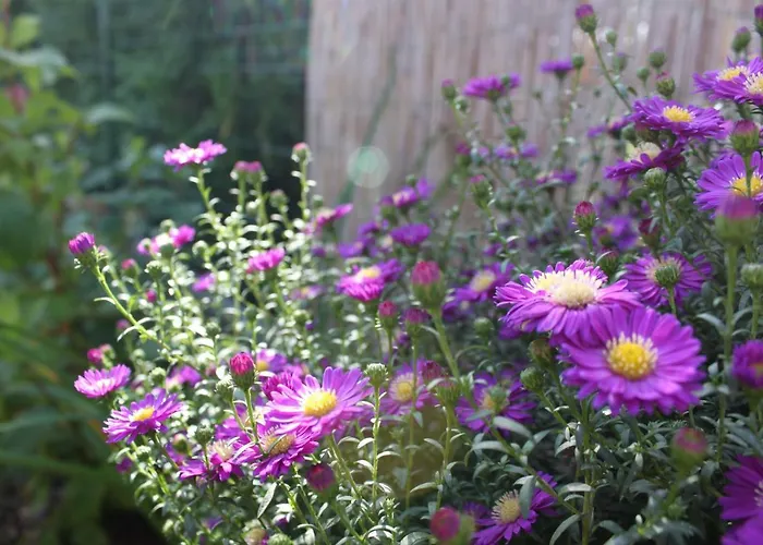 Domek letniskowy Oaza Dąbek *