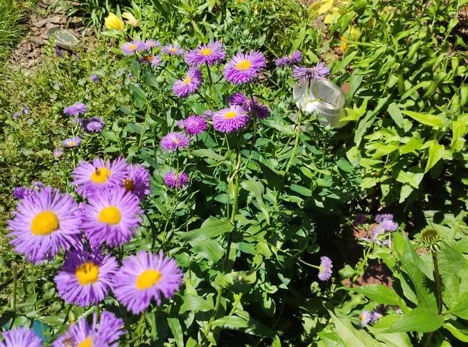 Oaza Dabek بيت خشبي