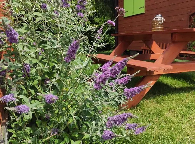 بيت خشبي Oaza Dabek *