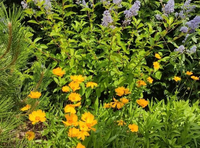 Oaza Dąbek Domek letniskowy *