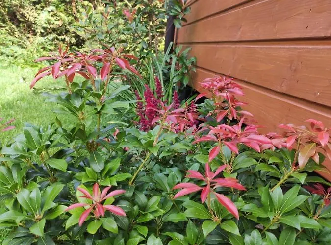 Oaza Dabek بيت خشبي