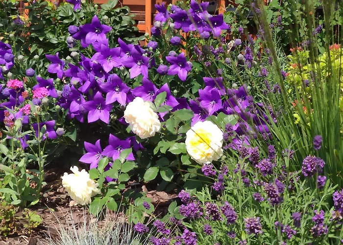 Oaza Dabek بيت خشبي دومبكي