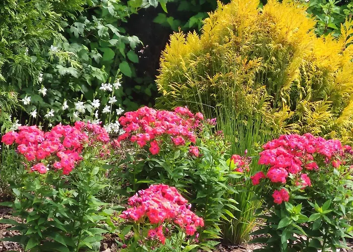 Oaza Dabek * دومبكي