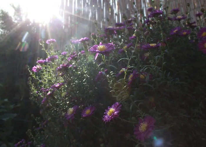 Oaza Dabek * دومبكي