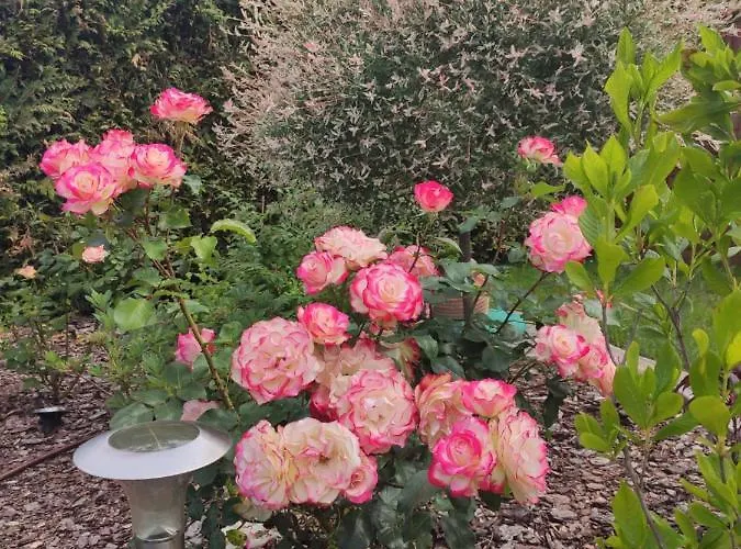 Oaza Dabek بيت خشبي *