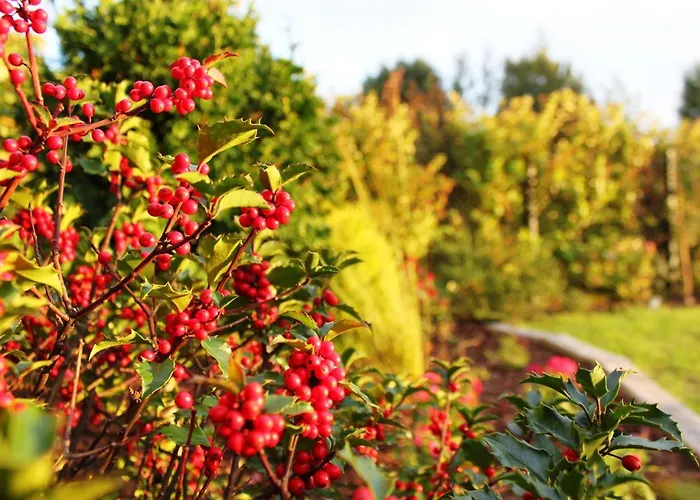 بيت خشبي Oaza Dabek دومبكي