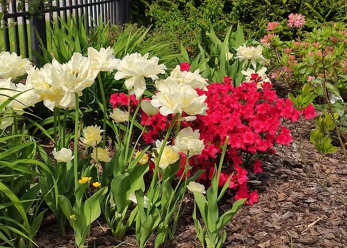 Domek letniskowy Oaza Dąbek