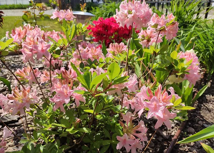 Oaza Dąbek Domek letniskowy Dąbki