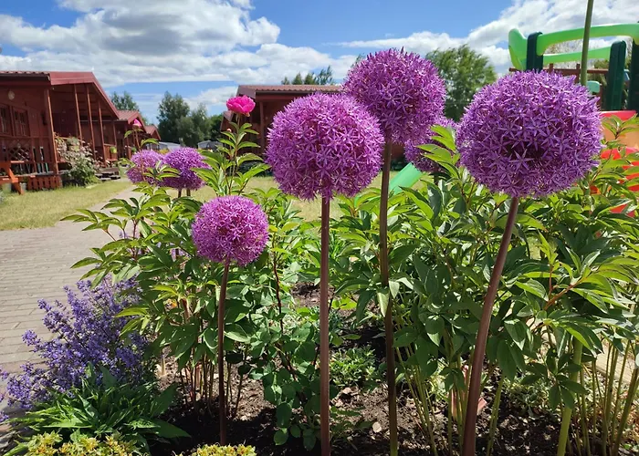 Domek letniskowy Oaza Dąbek *