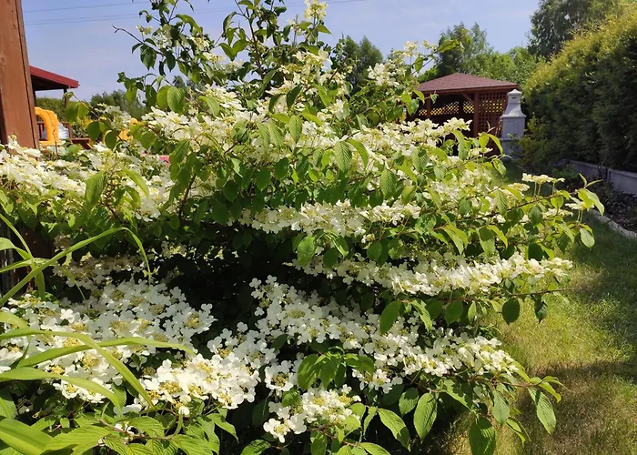 Domek letniskowy Oaza Dąbek Dąbki